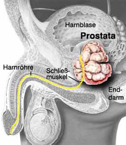 Anatomie der Prostata